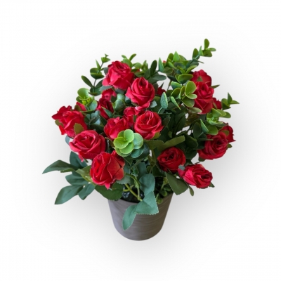 Сосна, 1,5 м. Розпушена