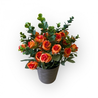 Сосна, 1,5 м. Розпушена