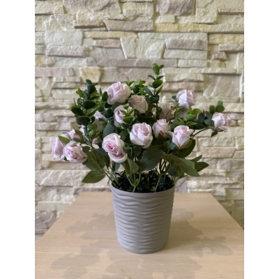 Сосна, 1,5 м. Розпушена