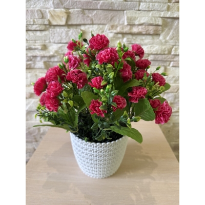 Сосна, 1,5 м. Розпушена