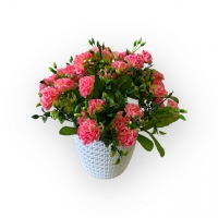 Букет гвоздики карликової в кашпо