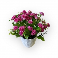 Букет гвоздики карликової в кашпо