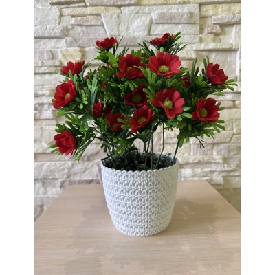 Сосна, 1,5 м. Розпушена