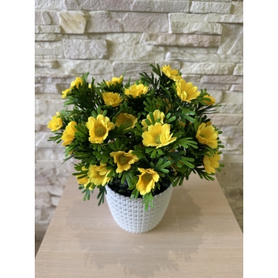 Сосна, 1,5 м. Розпушена