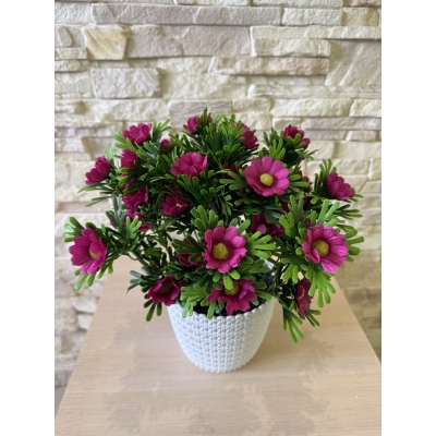 Сосна, 1,5 м. Розпушена