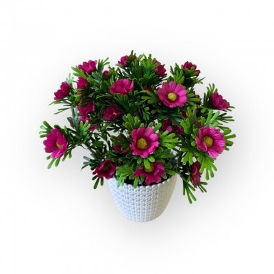 Сосна, 1,5 м. Розпушена