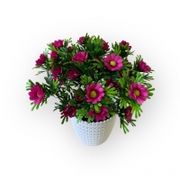 Букет ромашки в кашпо