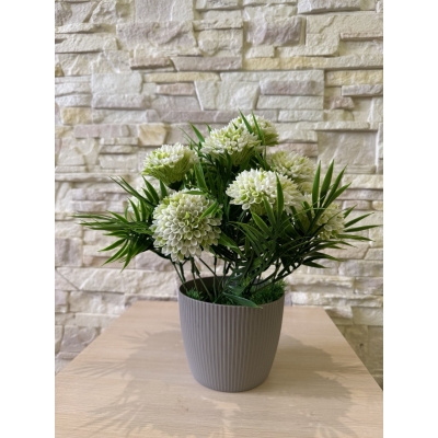 Сосна, 1,5 м. Розпушена