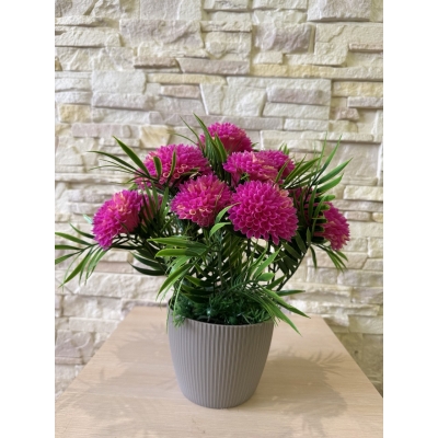 Сосна, 1,5 м. Розпушена