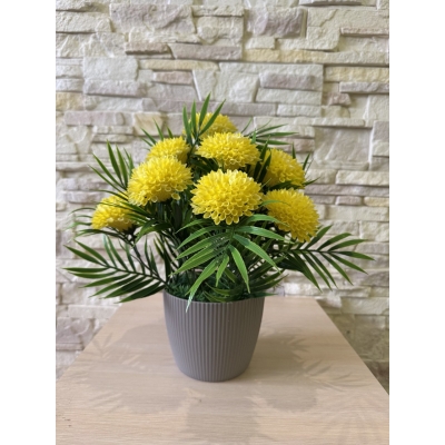 Сосна, 1,5 м. Розпушена