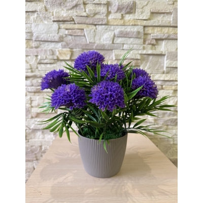 Сосна, 1,5 м. Розпушена