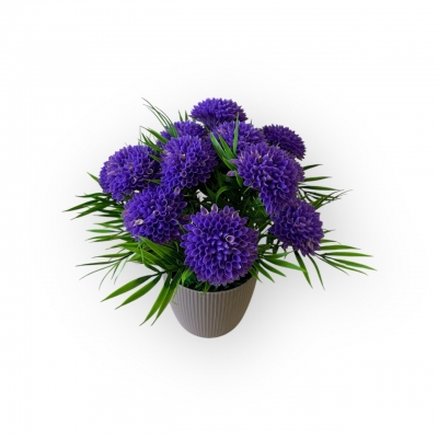 Сосна, 1,5 м. Розпушена