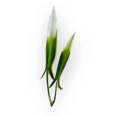 Сосна, 1,5 м. Розпушена