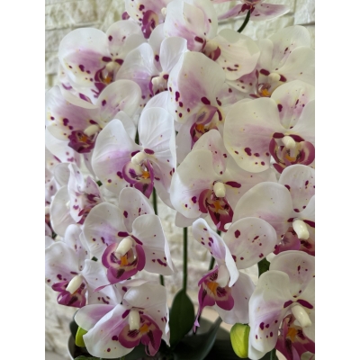 Сосна, 1,5 м. Розпушена