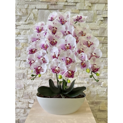 Сосна, 1,5 м. Розпушена