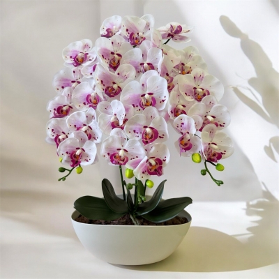 Сосна, 1,5 м. Розпушена