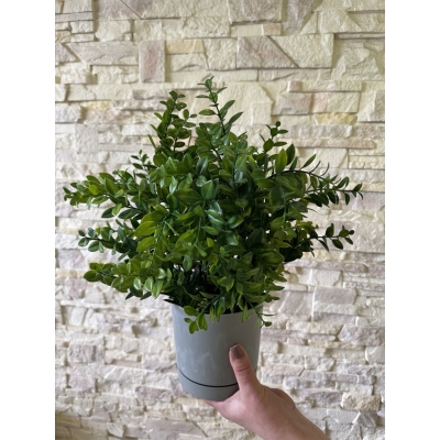 Сосна, 1,5 м. Розпушена