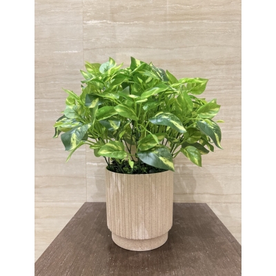 Сосна, 1,5 м. Розпушена