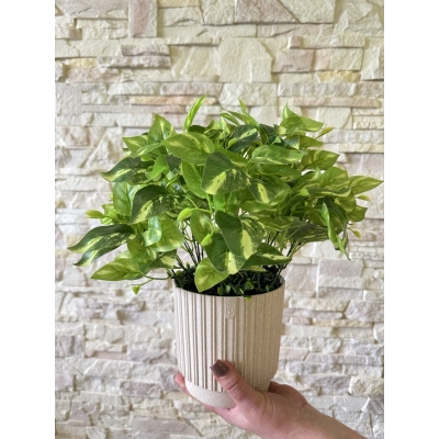 Сосна, 1,5 м. Розпушена