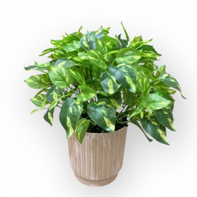 Сосна, 1,5 м. Розпушена