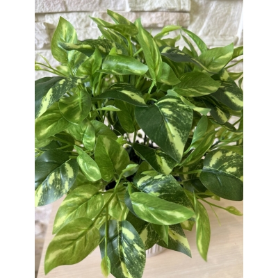 Сосна, 1,5 м. Розпушена