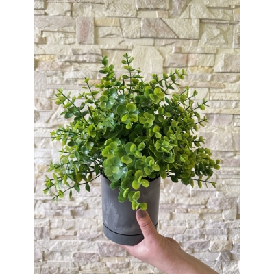 Сосна, 1,5 м. Розпушена