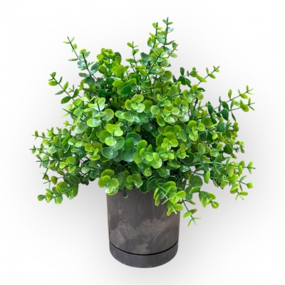 Сосна, 1,5 м. Розпушена