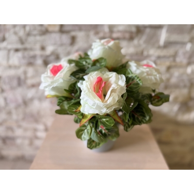 Сосна, 1,5 м. Розпушена