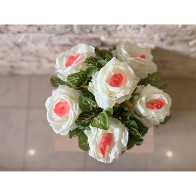 Сосна, 1,5 м. Розпушена