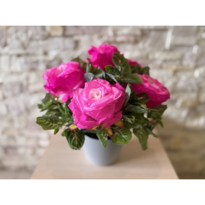 Сосна, 1,5 м. Розпушена