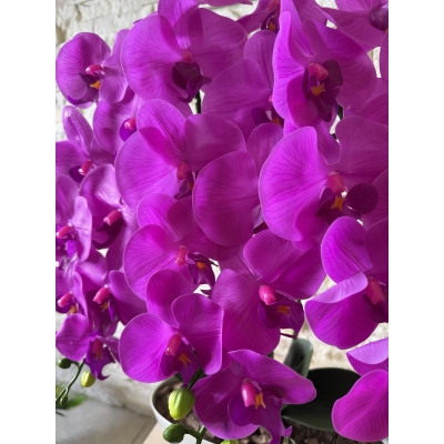 Сосна, 1,5 м. Розпушена