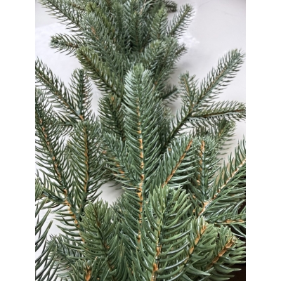 Сосна, 1,5 м. Розпушена