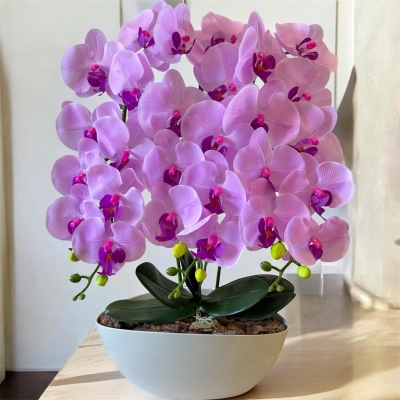 Сосна, 1,5 м. Розпушена