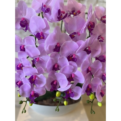 Сосна, 1,5 м. Розпушена