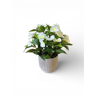 Сосна, 1,5 м. Розпушена