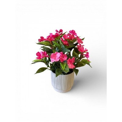 Сосна, 1,5 м. Розпушена