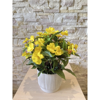 Сосна, 1,5 м. Розпушена