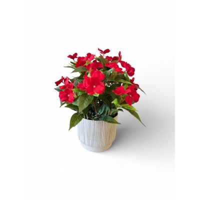 Сосна, 1,5 м. Розпушена