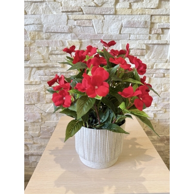 Сосна, 1,5 м. Розпушена