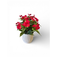 Букет бегоній в кашпо червоної