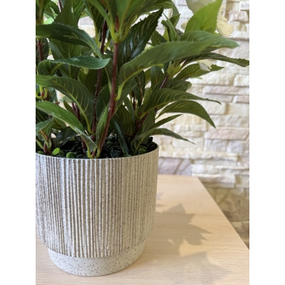 Сосна, 1,5 м. Розпушена