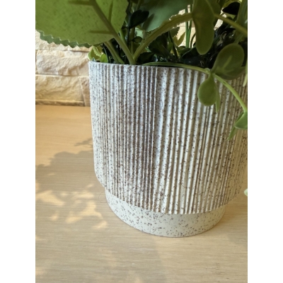 Сосна, 1,5 м. Розпушена