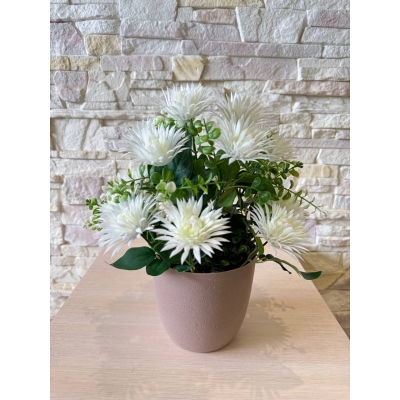 Сосна, 1,5 м. Розпушена