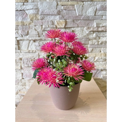 Сосна, 1,5 м. Розпушена