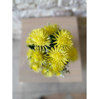 Сосна, 1,5 м. Розпушена