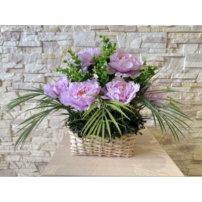 Сосна, 1,5 м. Розпушена