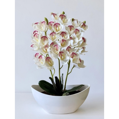 Сосна, 1,5 м. Розпушена