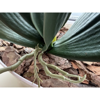 Сосна, 1,5 м. Розпушена