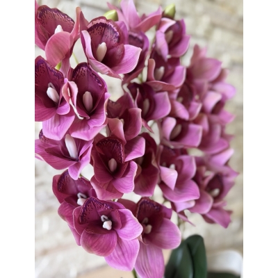 Сосна, 1,5 м. Розпушена