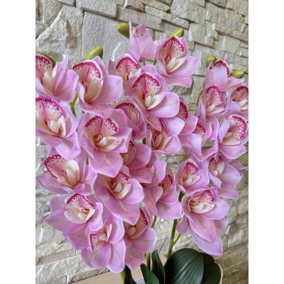 Сосна, 1,5 м. Розпушена